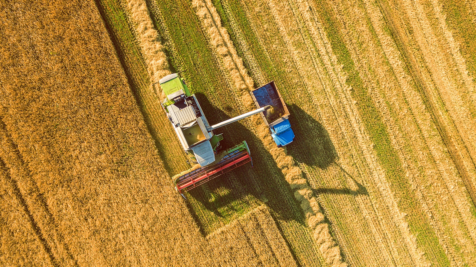 harvesting grain